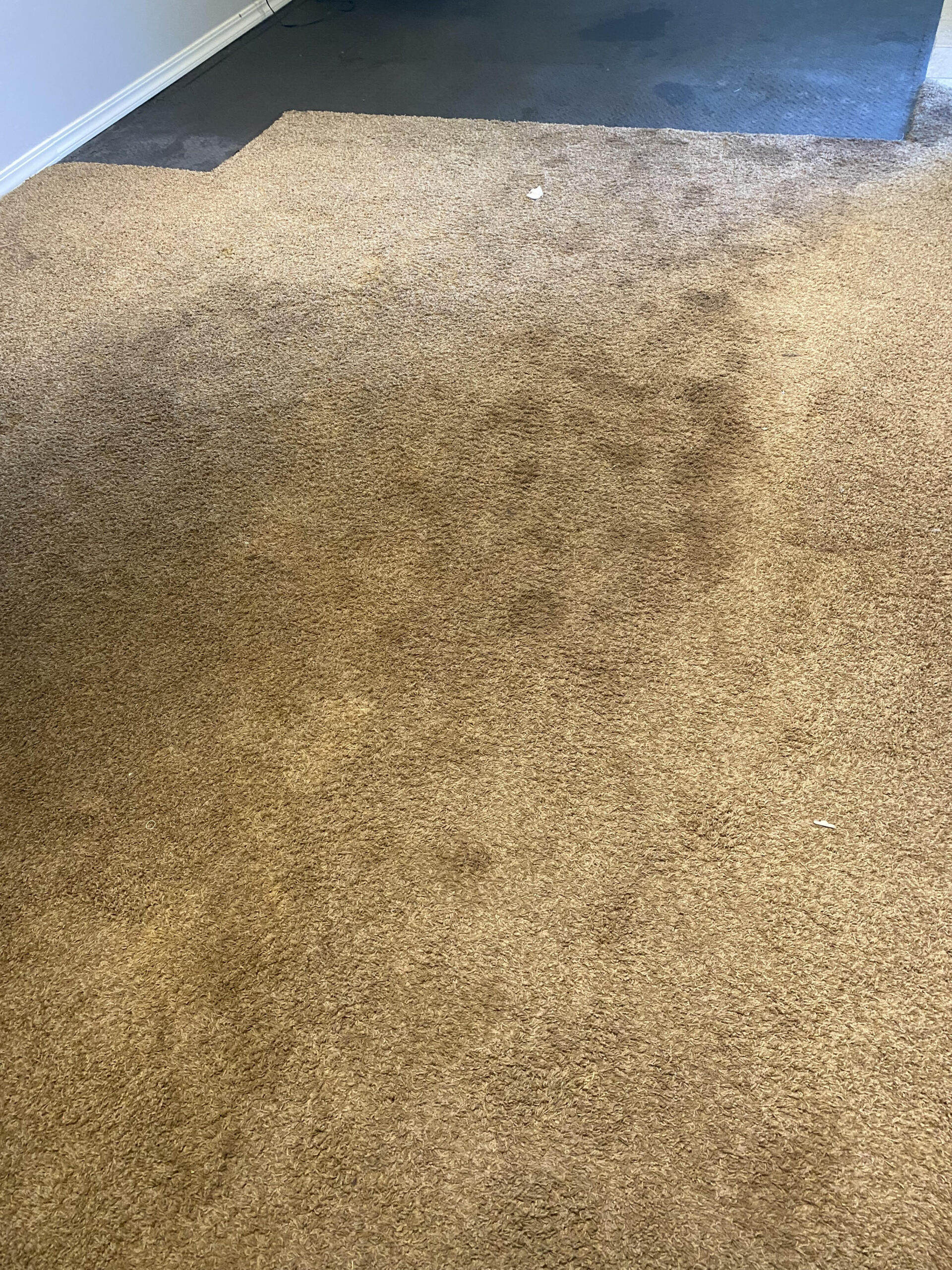 best carpet cleaning bountiful Utah